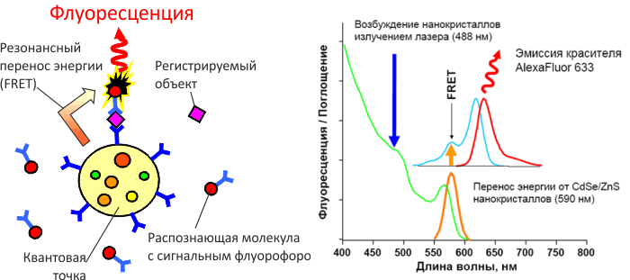 Перенос энергии. Метод резонансной флюоресценции. Резонансный перенос энергии флуоресценции. Индуктивно резонансный перенос энергии. Основы флуоресценции.